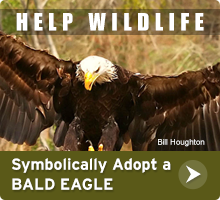 Help Wildlife. Symbolically adopt a bald eagle today!